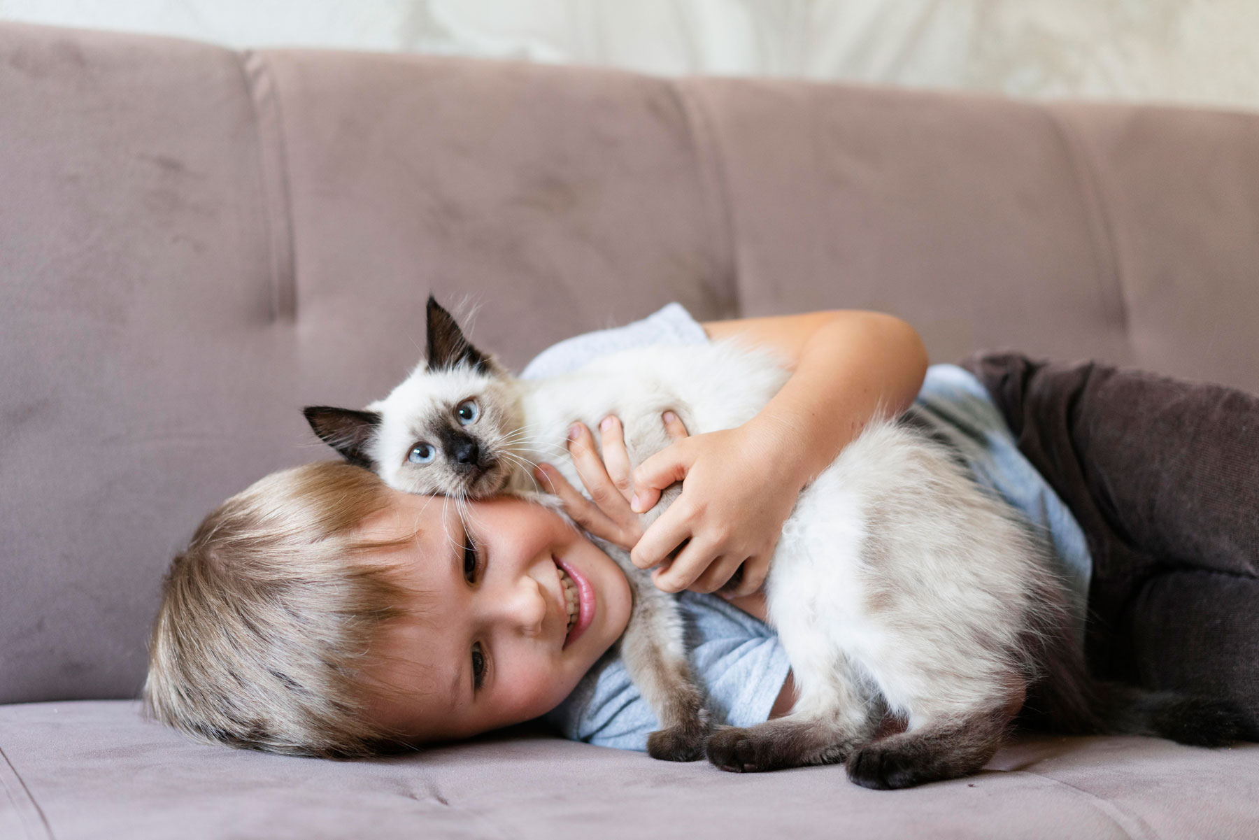 Lees meer over het artikel De beste kattenrassen voor gezinnen met kinderen.