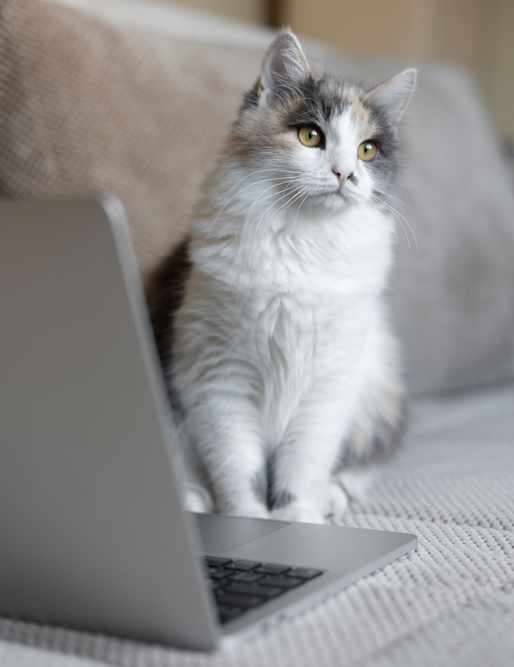 Lees meer over het artikel Katten en hun communicatie: begrijp wat jouw kat zegt.