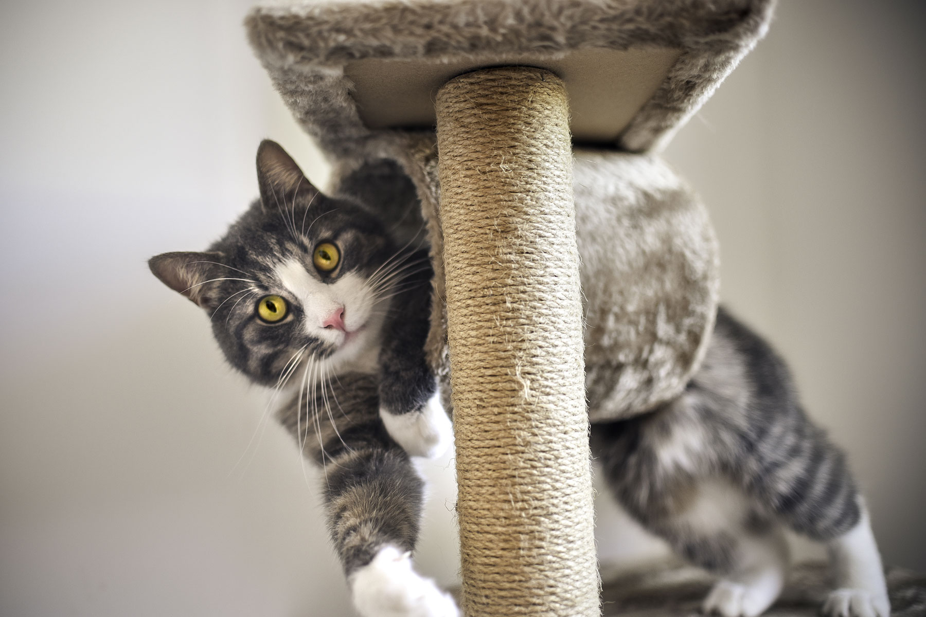 Lees meer over het artikel Het fascinerende gedrag van katten: Wat betekent het allemaal?