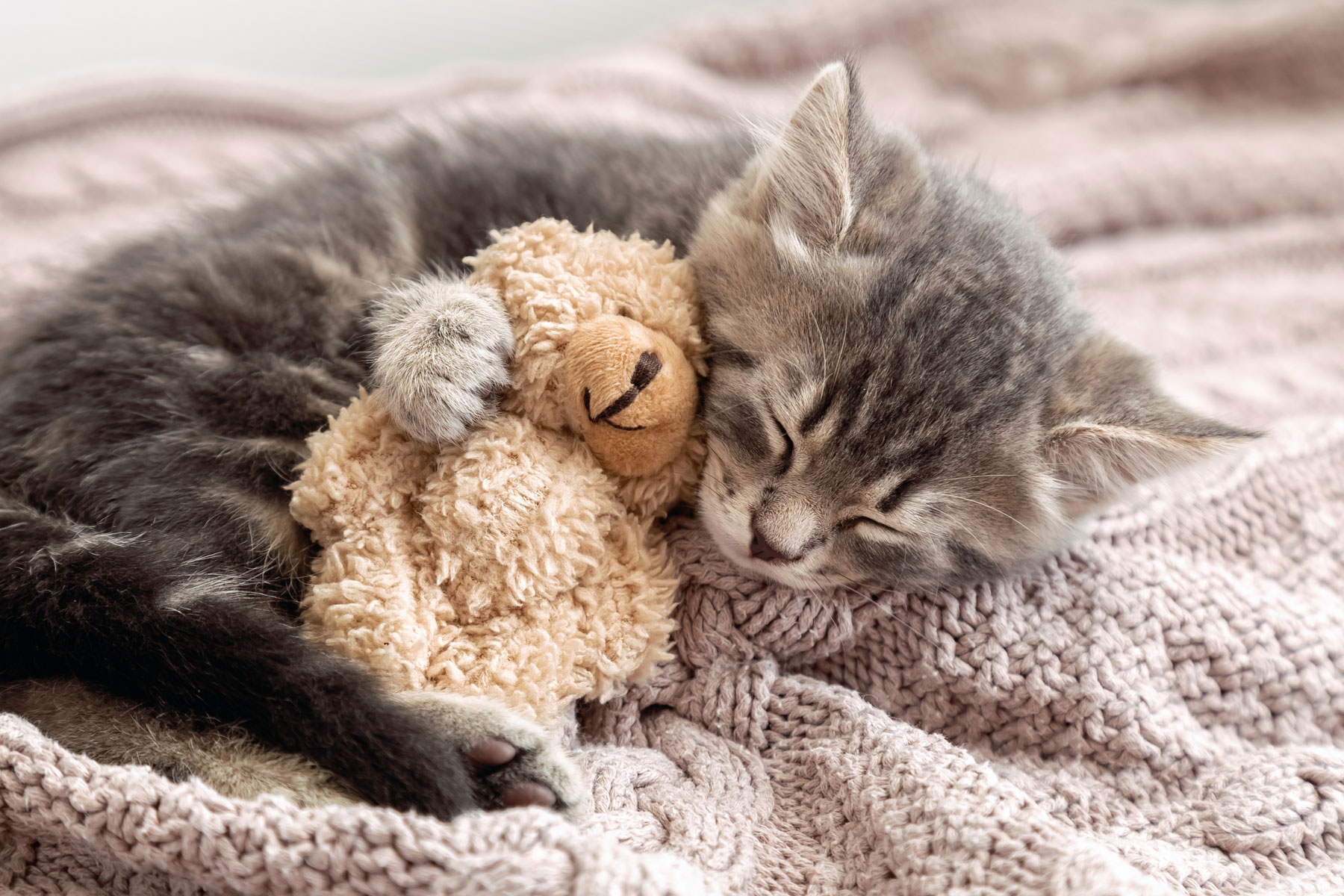 Lees meer over het artikel BOEK: KATTENWIJSHEID ONTCIJFERD