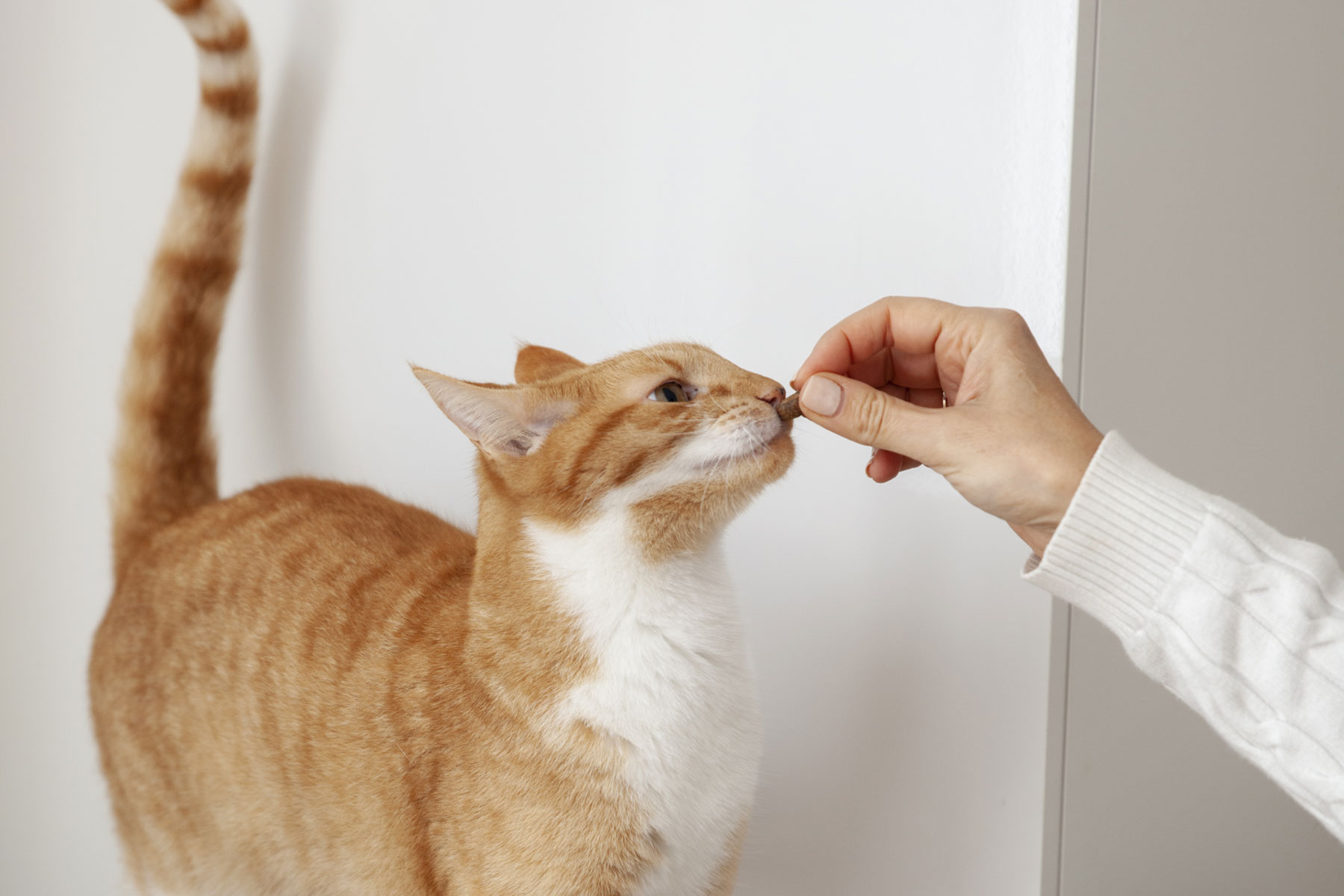 Lees meer over het artikel Medicatie toedienen aan je kat: Een gids voor een stressvrije benadering