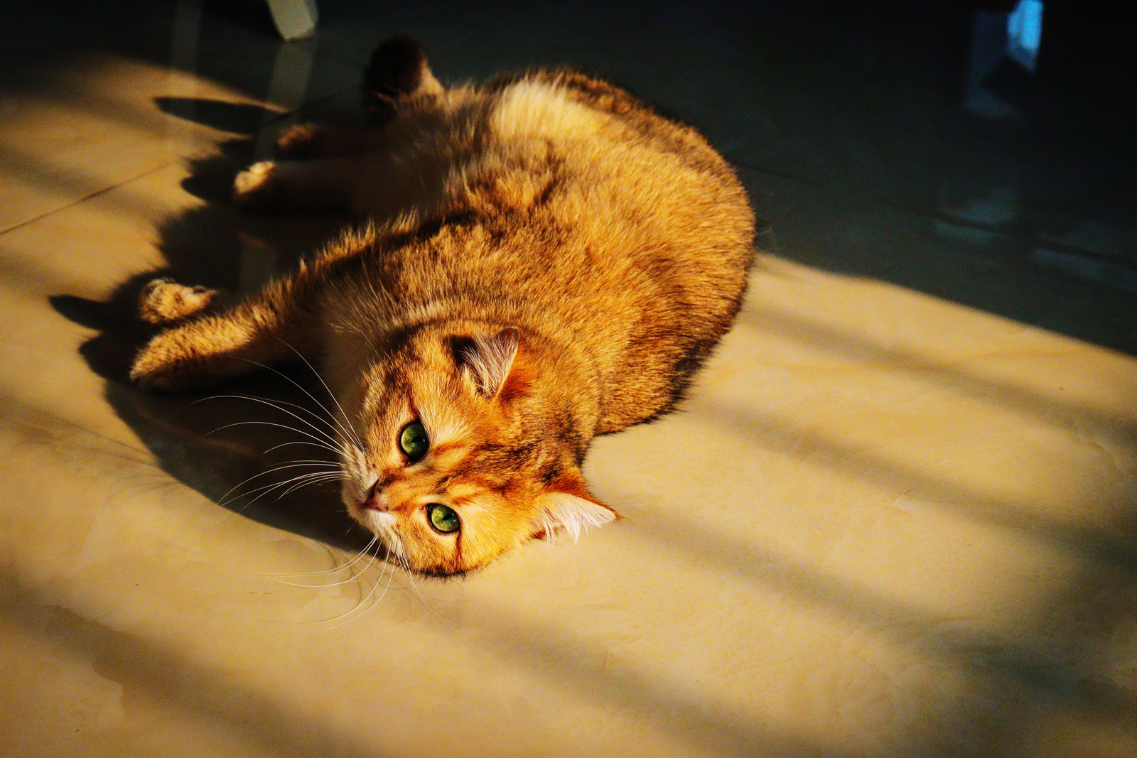 Lees meer over het artikel Katten en zonlicht – waarom jouw kat altijd in de zon wil liggen