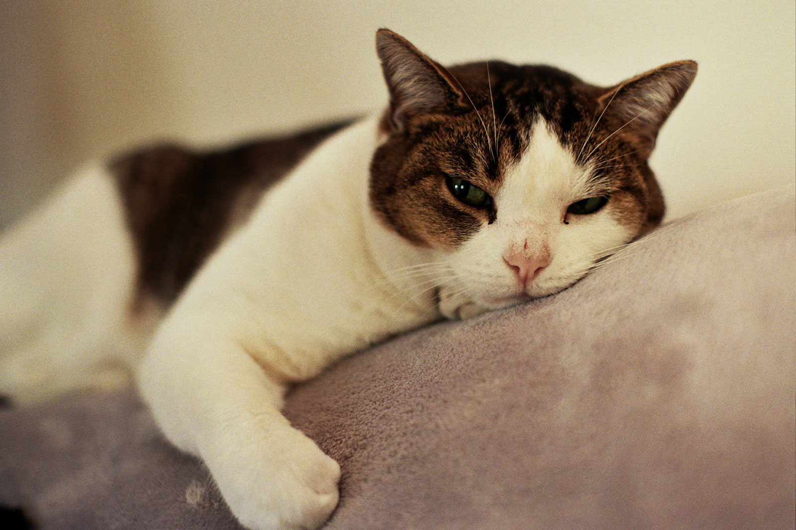 close-up-portrait-cat-resting-bed